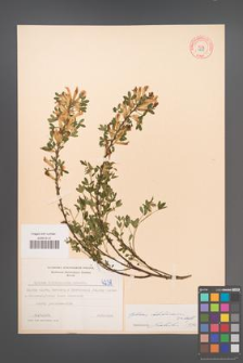 Cytisus ratisbonensis [KOR 4238]