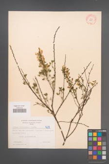Cytisus ratisbonensis [KOR 4239]