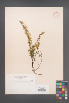 Cytisus ratisbonensis [KOR 5193]