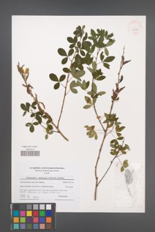 Cytisus ratisbonensis [KOR 40875]