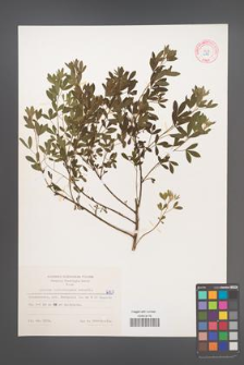 Cytisus ratisbonensis [KOR 6107]