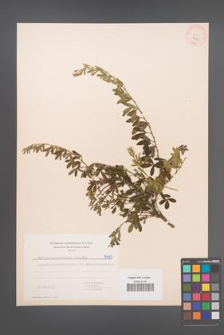 Cytisus ratisbonensis [KOR 5465]