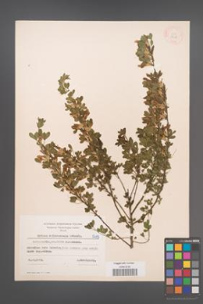 Cytisus ratisbonensis [KOR 5415]