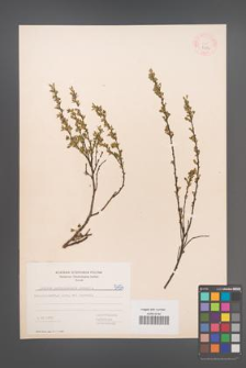Cytisus ratisbonensis [KOR 5454]