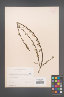 Cytisus ratisbonensis [KOR 5471]