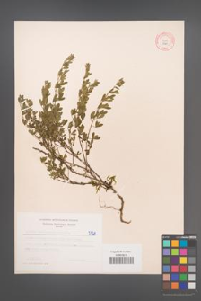 Cytisus ratisbonensis [KOR 5321]