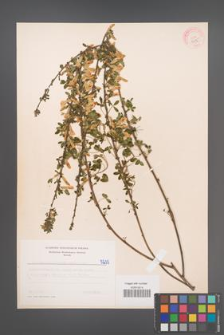 Cytisus ratisbonensis [KOR 5235]