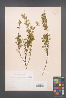 Cytisus ratisbonensis [KOR 5236]