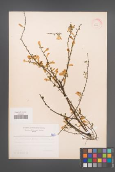 Cytisus ratisbonensis [KOR 5237]