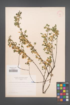Cytisus ratisbonensis [KOR 5238]
