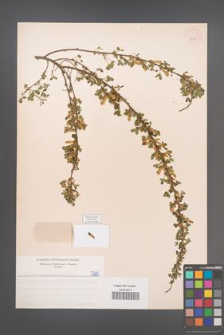 Cytisus ratisbonensis [KOR 5201]