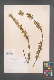 Cytisus ratisbonensis [KOR 5227]