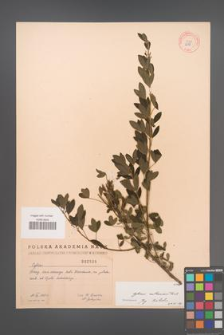 Cytisus ruthenicus [KOR 2588]