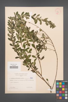 Cytisus ruthenicus [KOR 4731]