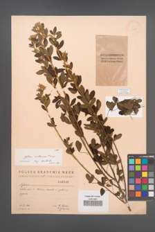 Cytisus ruthenicus [KOR 2562]