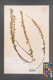 Cytisus ratisbonensis [KOR 5127]