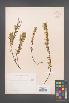 Cytisus ratisbonensis [KOR 5079]