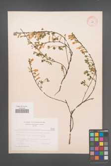 cytisus ratisbonensis [KOR 5081]