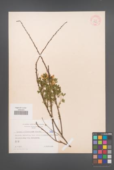 Cytisus ratisbonensis [KOR 5125]
