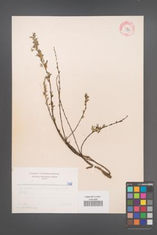 Cytisus ratisbonensis [KOR 5128]