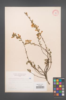 Cytisus ratisbonensis [KOR 5129]