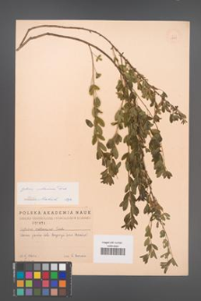 Cytisus ruthenicus [KOR 1851]