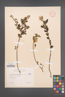 Cytisus ruthenicus [KOR 4727]