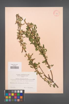 Cytisus ruthenicus [KOR 7310]