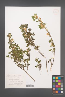 Chamaecytisus ruthenicus [KOR 38507]