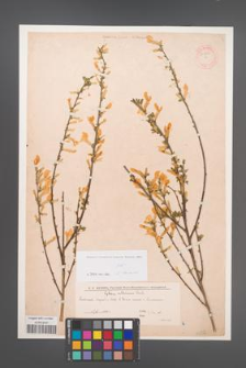 Cytisus ruthenicus [KOR 54632]