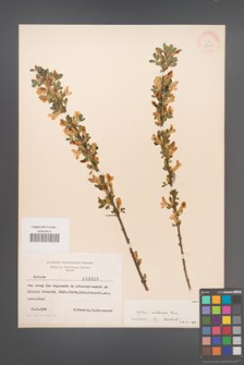 Cytisus ruthenicus [KOR 3820]