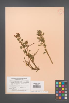 Cytisus capitatus [KOR 23150]