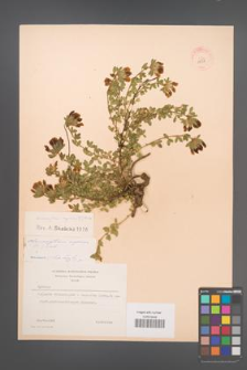 Chamaecytisus supinus [KOR 13537]