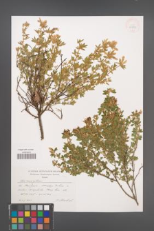 Chamaecytisus [KOR 43933]