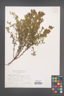 Chamaecytisus [KOR 43915]