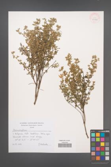 Chamaecytisus [KOR 43913]