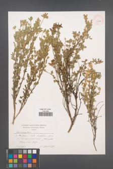 Chamaecytisus [KOR 43911]