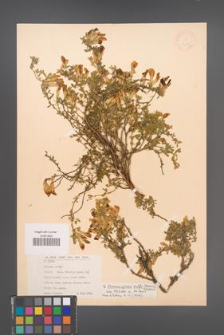 Chamaecytisus wulfii [KOR 12681]