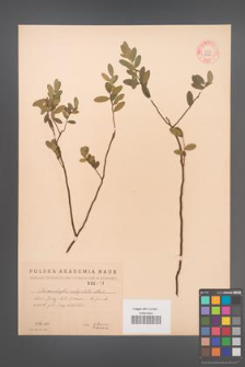 Chamaedaphne calyculata [KOR 2477]