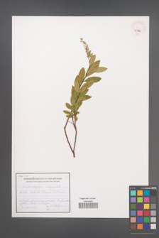 Chamaedaphne calyculata [KOR 45796]