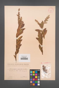Chamaedaphne calyculata [KOR 12730]