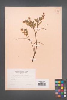 Chamaedaphne calyculata [KOR 12727]