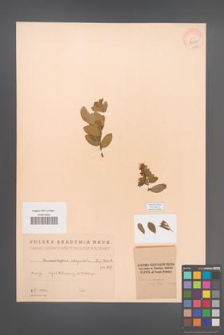 Chamaedaphne calyculata [KOR 34038]