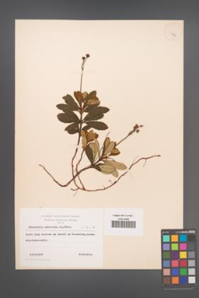 Chimaphila umbellata [KOR 3964]