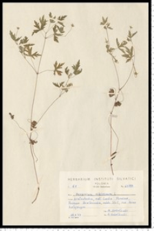 Geranium sibiricum L.