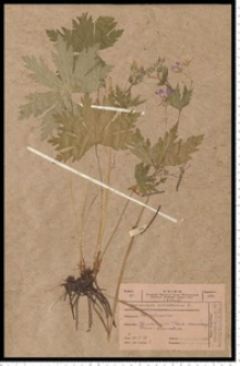 Geranium sylvaticum L.