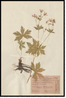 Geranium sylvaticum L.