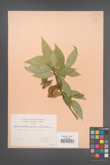 Chimonanthus praecox [KOR 37960]