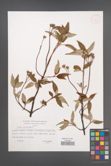 Cistus laurifolius [KOR 33148]