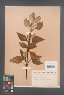 Cistus laurifolius [KOR 12799]